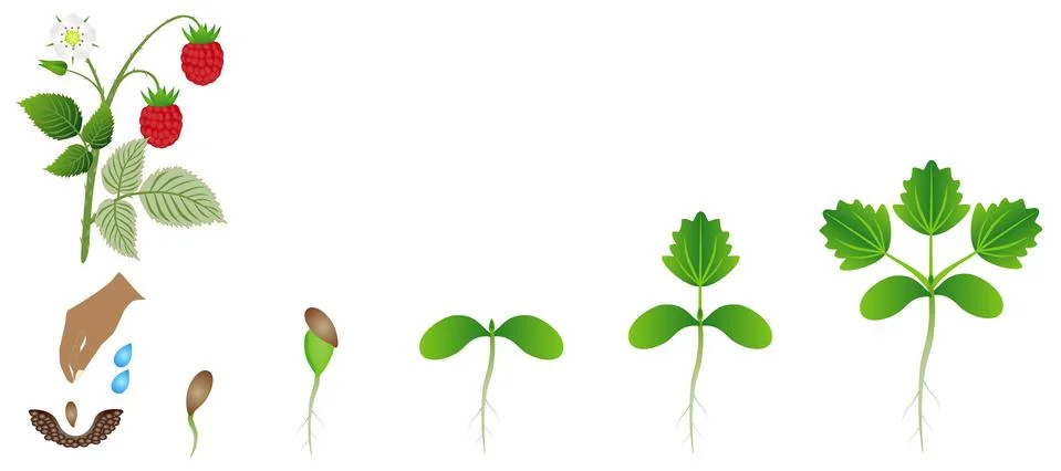 Sequence of a raspberry plant growing isolated on white Illustrazione stock