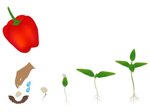 Sequence of red pepper plant growing isolated on white Illustrazione stock