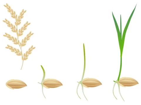 Sequence of a rice plant growing isolated on white Stock Illustration