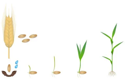 Sequence of a rye plant growing isolated on white Stock Illustration