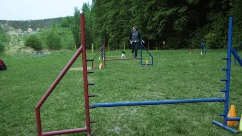 Sequence with slow motion racing in competition, animal agility race with dog Stock Footage