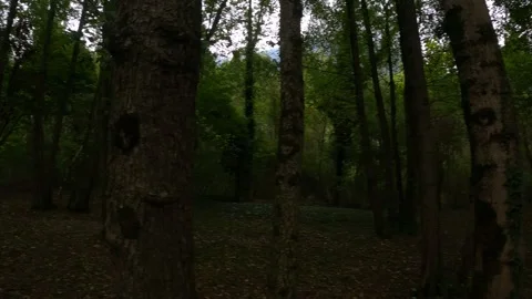 Sequence of tall tree in a forest in Italy, 4K Video stock 286727708