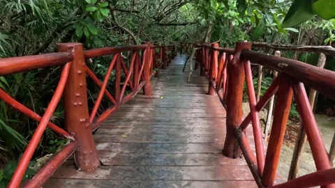 Sequence through a tropical rustic wooden bridge in the jungle. Stock Footage 229739550