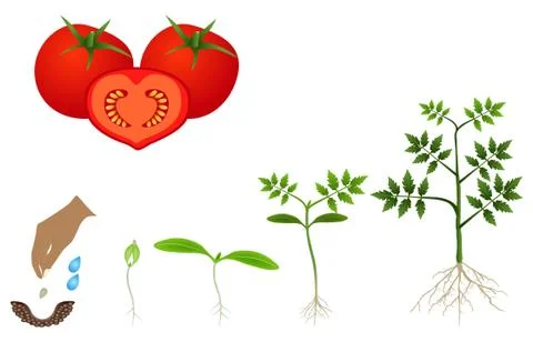 Sequence of a tomato plant growing isolated on white Stock Illustration