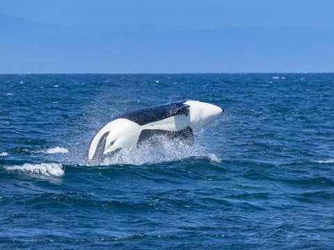 Sequence, Transiant Killer Whale (Orca orcinus) breaching in Monterey Bay, Stock Photos
