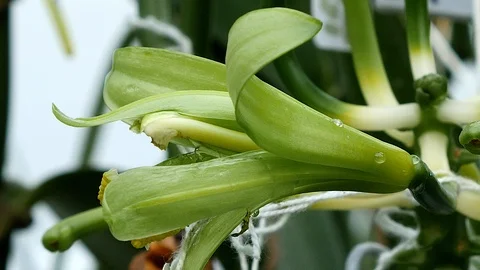 Sequence of Vanilla fruit Stock Footage 86645738