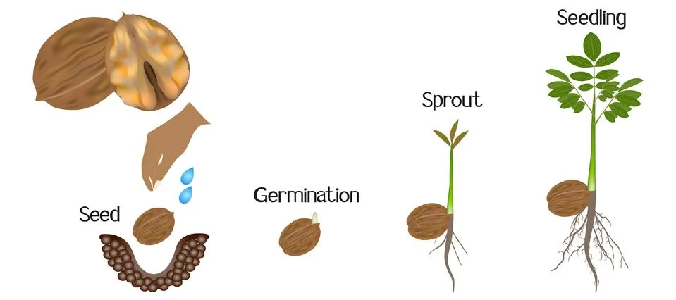 Sequence of a walnut plant growing isolated on white Stock Illustration