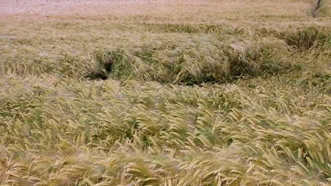 Sequence of wheat field clips Stock Footage 84898954
