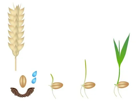 Sequence of a wheat plant growing isolated on white Stock Illustration