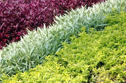 Sequences of the three types of existing plants in the garden Stock Photos