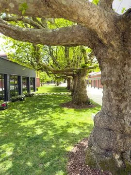 Sequential trees Stock Photos