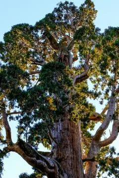 Sequia tree top in the Sequia National Park, California Stock Photos