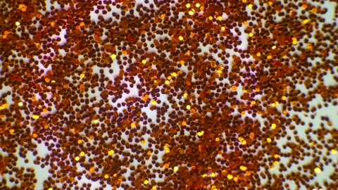  Sequins On White Vídeos de archivo 169434773