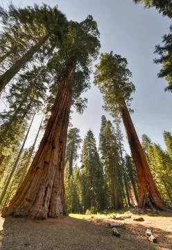 Sequioa national park Stock Photos