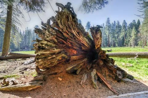 Sequioa national park Stock Photos