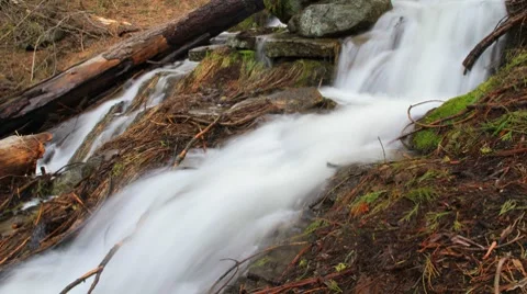 Sequoia 014 PJPEG 1920x1080 30fps Stock Footage 8655926