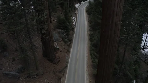 Sequoia Aerial Drop Shot Stock Footage 127049966