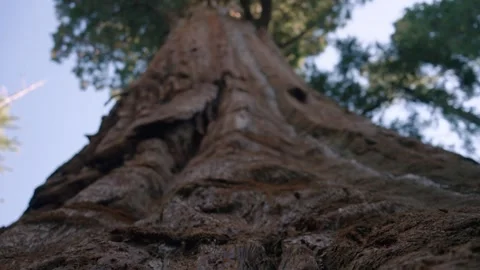Sequoia Bark Texture Stock Footage 342734974