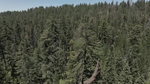 Sequoia big trees Stock Footage 142815099
