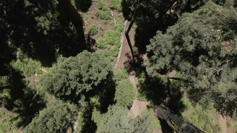 Sequoia big trees park Stock Footage 142815848