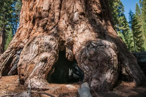 Sequoia bole Stock Photos
