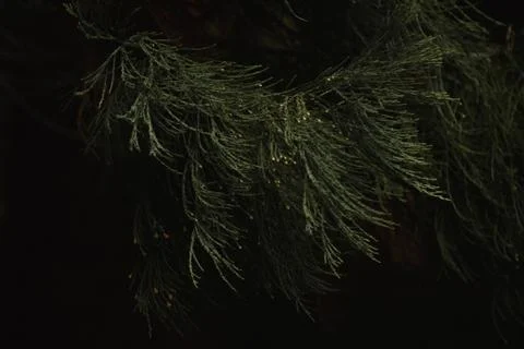 Sequoia branches Stock Photos