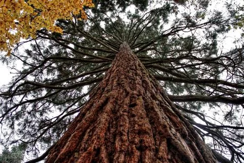 Sequoia Call also Mamut Tree as a Biggest Trees in the World Located near Oberur Foto stock