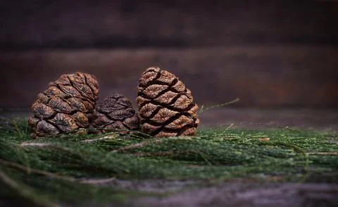 Sequoia cones on coniferous branches Stock Photos