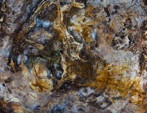 Sequoia Cross section 스톡 사진