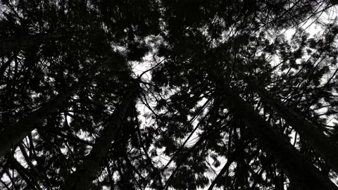 Sequoia crown view from below. Video stock 160865603