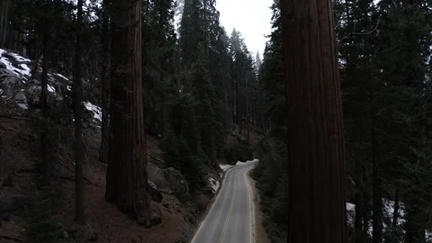 Sequoia Fly Back aerial Stock Footage 127049457