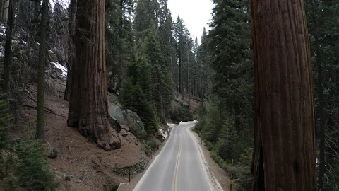 Sequoia Fly Back Shot Video stock 127050993