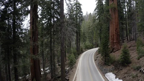 Sequoia Fly Up Stock Footage 127053301