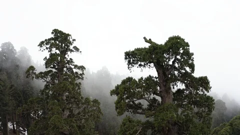 Sequoia Fly Over Tree Tops Stock Footage 127051781