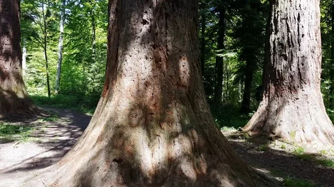 Sequoia Stock Footage 122618117