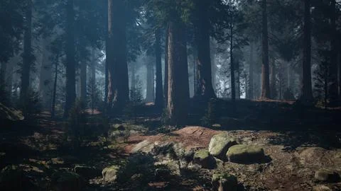 Sequoia Forest Abound With Trees and Rocks. dark forest Photos