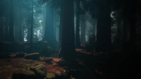Sequoia Forest With Abundant Trees and Rocks. dark forest Stock Illustration