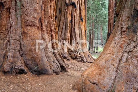 Sequoia forest in fog Stock Photos