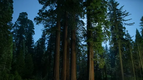 Sequoia Forest Moonrise 24mm East Sky in Sequoia and Kings Canyon National Park Stock Footage