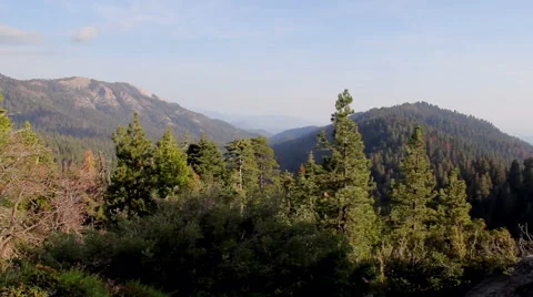 Sequoia Forest Mountain Range Stock Footage 41450026