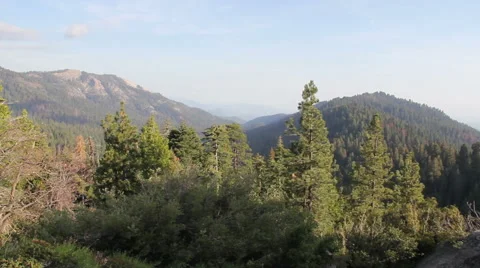 Sequoia Forest Mountains Stock Footage 41451758