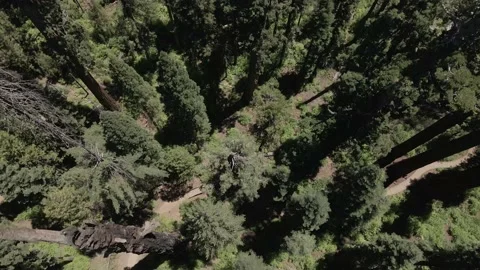 Sequoia Forest at Sierra Nevada Mountains Stock Footage 142815445