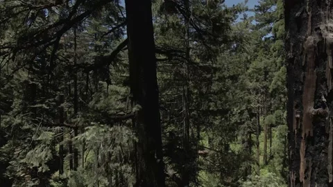Sequoia Forest Sierra Nevada Mountains Video stock 142816282