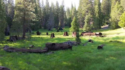 Sequoia Forest Stumps Aerial View Along Historic Trail in California Woodland Stock Footage 337256993