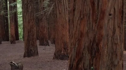 Sequoia forest with towering trees creating a peaceful and expansive woodland Stock Footage 308985797