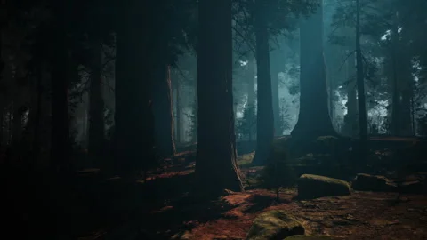 Sequoia Forest With Towering Trees Stock Footage 310607695