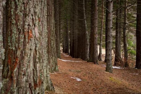Sequoia forest in winter. Stock Photos