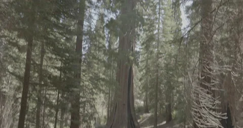 Sequoia Forrest Stock Footage 168951906
