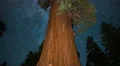 Sequoia General Grant Milky Way 01 World 2nd Largest Tree Kings Canyon 4K 4k or 4k+ Resolution