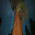 Sequoia General Grant Milky Way 04 World 2nd Largest Tree Kings Canyon 4K 4k or 4k+ Resolution